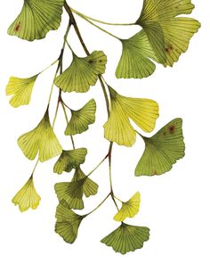 some green leaves are hanging from a branch on a white background with watercolor paint