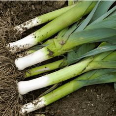 some green and white onions are laying in the dirt on top of eachother