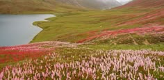 wildflowers blooming on the side of a mountain with a lake in the background