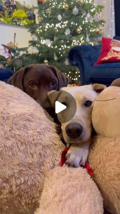 a brown dog laying on top of a large teddy bear next to a christmas tree