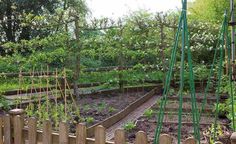 a garden with many different types of plants growing in the ground and fenced in area