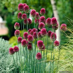 a package of purple flowers in front of a green background with the words nelson garden on it