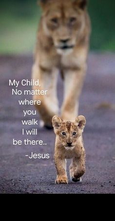 a lion cub walking down a road with a quote on it's side that says no matter where you walk, i will be there jesus