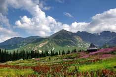 the mountains are covered in green and purple flowers, with a hut at the bottom