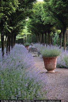 a large potted plant sitting in the middle of a garden filled with lavender flowers