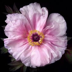 a pink flower with green leaves on a black background