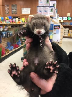 a small ferret is held in someone's hand at the pet store,