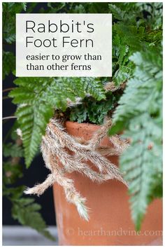 a close up of a plant with text overlay reading rabbit's foot fern easier to grow than other ferns