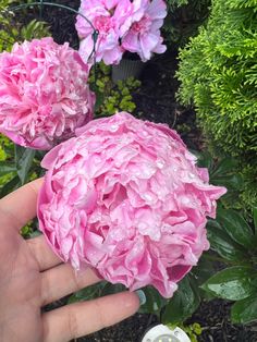 a hand holding a pink flower in front of some green plants