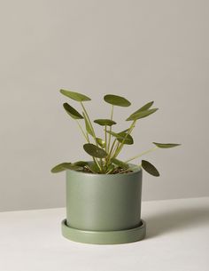 a potted plant sitting on top of a table