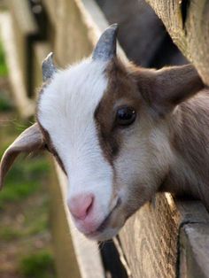 a brown and white goat sticking its head over the side of a fence