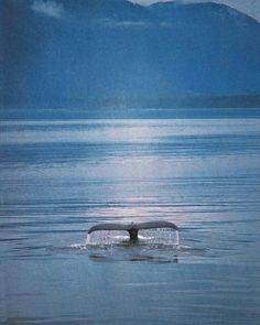 a whale's tail is visible in the water