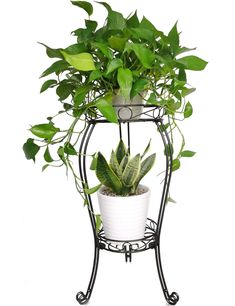 PRICES MAY VARY. 【MEASURES】: Total height 28.4 inches. The diameter of the top frame is 11.8 inches,bottom frame is 9.8 inches. 【HEAVY DUTY】:This plant holder is made of high quality,thick,sturdy SOLID iron steel.NOT HOLLOW IRON PIPE.Total net weight is 7.94 lbs. Can holds a plant in a heavy ceramic pot.Easily hold 60 or more lbs. 【STURDY-STABLE】: This flower pot stand has 3 "Double-Solid-leg" support to make it steady.Not easy to knock it over. 【OUTDOOR-INDOOR】Durable metal with rustproof finis Flower Pot Stand, Stand Flower, Metal Plant Stand, Iron Plant, Pot Stand, Iron Pipe, Iron Steel, Plant Holder, Ceramic Pot