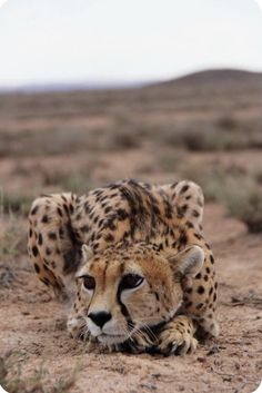 Regnul Animal, Pretty Animals, Cheetahs, Large Cats, African Animals, Wildlife Animals, Fantastic Beasts