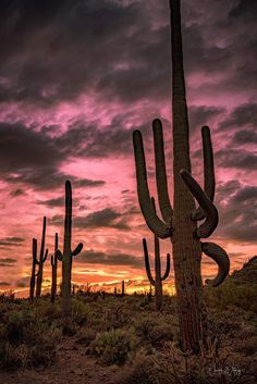 the sun is setting behind some tall cactus trees in the desert with purple and pink clouds