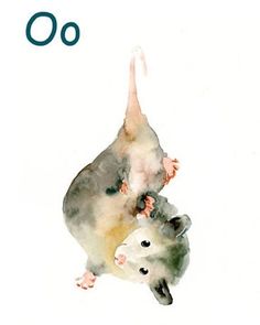 an animal alphabet with two animals on it's back and the letter o in the background