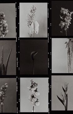 black and white photographs of flowers in various stages of blooming