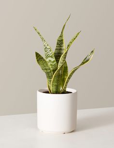 a green plant in a white pot on a table