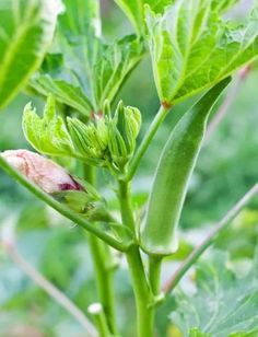 a close up of a green plant with leaves and buddings in the background