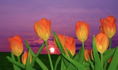 several orange tulips with the sun setting in the background and purple sky above them