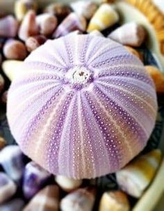 a purple sea urchin sitting on top of rocks and shells in a bowl with other seashells around it