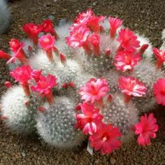 some pink flowers are growing out of a cactus's head and on the ground