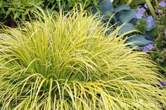 some very pretty yellow plants in the grass