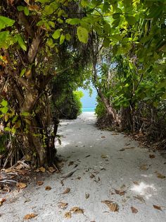 the path to the beach is lined with trees and bushes, along with white sand