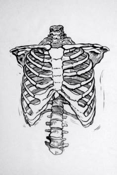 a black and white drawing of a human rib caged up to the chest, with no ribs