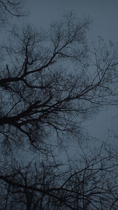 the top of some trees with no leaves on them in the dark night, looking up at it's branches