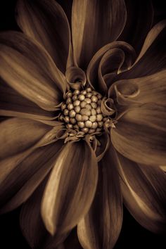 a close up view of a flower in sepia and yellow tones with the petals open