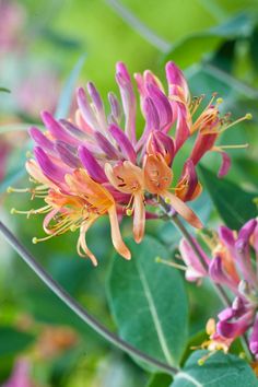 an orange and pink flower with green leaves