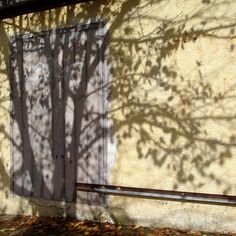 the shadow of a tree is cast on an old building