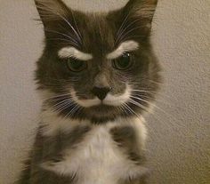 a grey and white cat with a fake mustache on it's face is looking at the camera