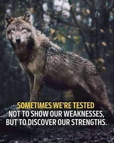 a wolf standing on top of a tree stump in the woods with a quote about it