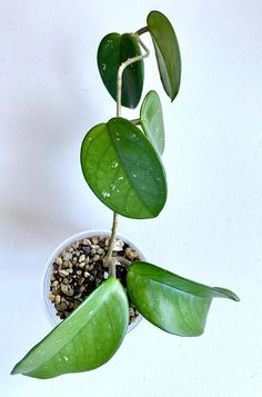 a small potted plant with green leaves and gravel on the bottom is shown in front of a white background