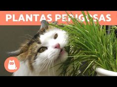 a cat that is looking up at some plants in a pot with the caption plantas pronuidas