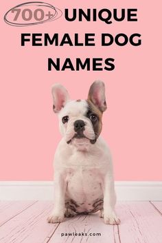 a dog sitting in front of a pink wall with the words unique female dog names