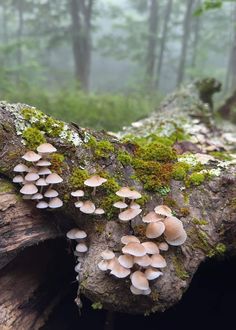 mushrooms growing on a tree trunk in the woods