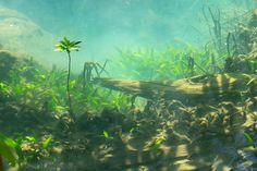 an underwater view of some plants and rocks