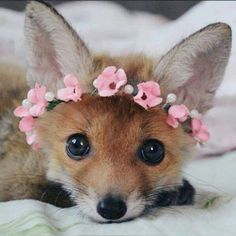 a small fox with flowers in its hair laying on a bed looking at the camera