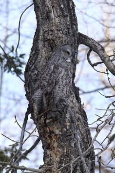 an owl is sitting on the branch of a tree