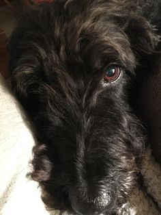 a close up of a dog laying on a bed