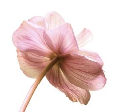 a pink flower is shown against a white background