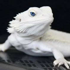 a white lizard sitting on top of a black table