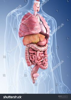 the anatomy of the human body, including the liver and intestive organs stock photo