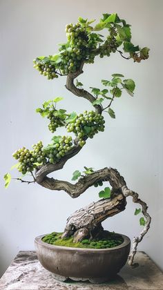 a bonsai tree with green leaves in a bowl