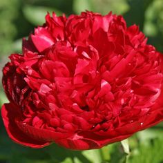 a large red flower with green leaves in the background