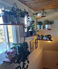 several potted plants are on shelves in the corner of a room near a window