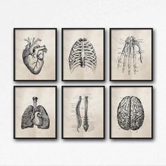 four framed pictures with different types of human organs